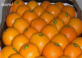 افزایش قیمت پرتقال جنوب/ پرتقال وارد نشود، قیمت سربه فلک می‌گذارد