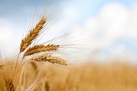 پیش بینی کاهش قیمت گندم و زردچوبه در هند