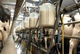 قیمت شیرخام ۶۴۰۰ تومان تصویب شد/ لغو ممنوعیت صادرات دام زنده