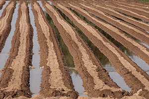 خاک ورزي صحيح، کشاورزی را از بحران مي رهاند
