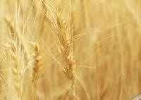 کاهش قیمت گندم و افزایش قیمت دانه‌های روغنی در بازار جهانی