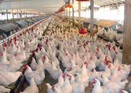 مدعیان مصرف هورمون در مرغ ادعایشان را ثابت کنند 