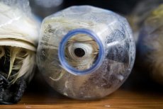 قاچاق بی رحمانه طوطی های کاکل زری در بطری های آب معدنی+ تصاویر