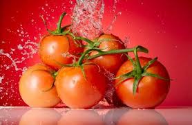 گوجه فرنگی های سرطان زا بر سر سفره های مردم!