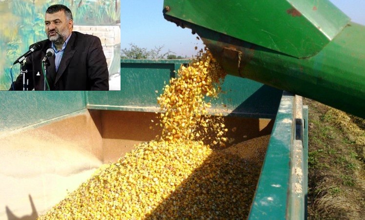 وزیر جهاد کشاورزی شرایط خرید تضمینی ذرت دانه ای را ابلاغ کرد 