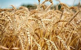 تولید جهانی گندم رکورد جدید می ‌زند
