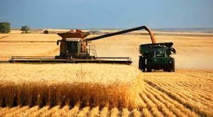 افزایش زیاد قیمت گندم در بازارهای جهانی