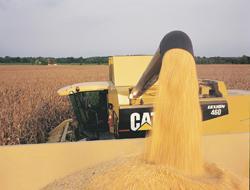 قیمت جهانی گندم در سراشیبی/ <br/> رکورد شکنی برداشت گندم در جهان