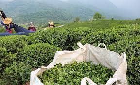 ۹۹ درصد مطالبات چایکاران پرداخت شد/ حداکثر نرخ هر بسته چای ایرانی ۶۸ هزار تومان