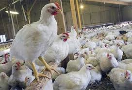 دلیل افزایش هزار تومانی قیمت هر کیلو مرغ