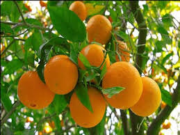 پرتقال رکورددار افزایش قیمت محصولات کشاورزی 