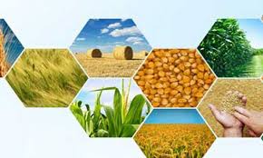 تولید محصولات کشاورزی در ٦ سال اخیر ٢٨ میلیون تن افزایش یافت