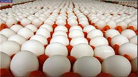 توزیع تخم مرغ در فروشگاه‌های زنجیره‌ای