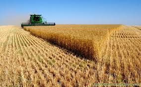 خوداتکایی ۹۰ درصدی در تولید گندم/ تولید ۱۲ میلیون تن گندم در سال زراعی جاری