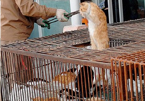شکم ویتنامی‌ها بلای جان هزاران گربه