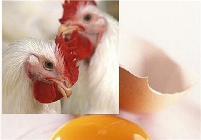 صادرات مرغ و تخم‌مرغ به عراق آزاد شد