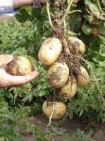 بخشنامه گمرک  در مورد چگونگی و شرایط واردات انواع بذر به ویژه سیب زمینی