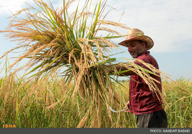 کاهش نرخ برنج به پایین ترین سطح در چهار سال گذشته