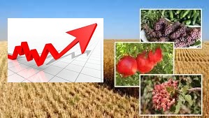 نرخ تورم تولیدات زراعی و باغداری افزایش یافت