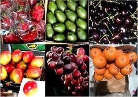 از کشف میوه قاچاق در حجره رئیس اتحادیه تره‌‌بار تا امحای 31 تن میوه