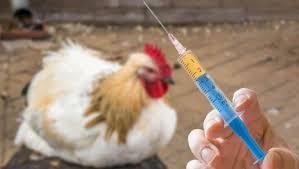 آخرین وضعیت شیوع آنفلوآنزای فوق حاد پرندگان در کشور/ جمعیت مرغ‌های معدوم شده به ۹۰۰ هزار قطعه رسید