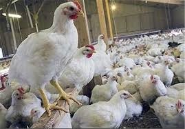 قیمت مرغ افزایش نیافته است/ مرغ کیلویی ۷۶۰۰ تومان