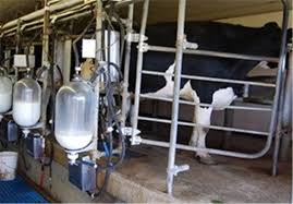 صنعت گاو شیری با حذف ارز ترجیحی آسیبی نخواهد دید