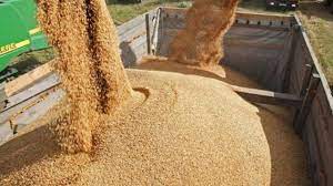 تحمیل واردات 5 تا 7 میلیون تن گندم به دولت رئیسی