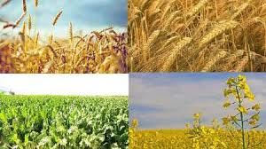 قیمت پیشنهادی خرید تضمینی محصولات زراعی وباغی سال 99-98 اعلام شد