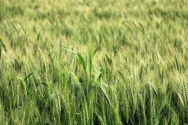 کشاورزان مزارع سبز گندم را به دامداران فروختند/ کاهش تولید قطعی است