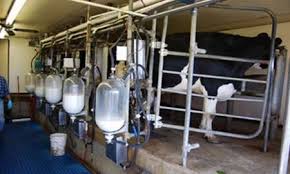 قیمت شیر خام اعلام شد/ سازمان حمایت مسئول نظارت بر اجرا 