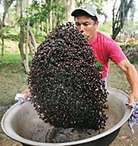 سسی که از مورچه تهیه می‌شود 