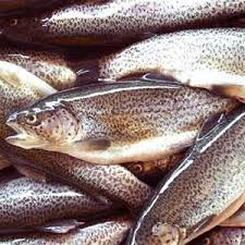 بروز بیماری در استخرهای پرورش ماهی قزل آلا به خاطر واردات بی‌رویه ماهی