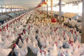 قیمت مرغ منجمد تنظیم بازاری ۱۳۵۰۰ تومان تعیین شد