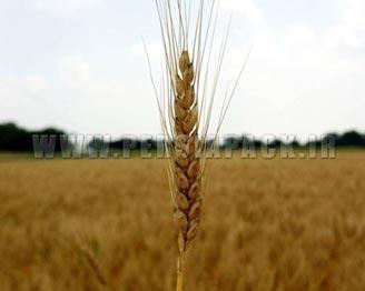 بهای جهانی گندم به بالاترین سطح در هشت ماه اخیر رسید