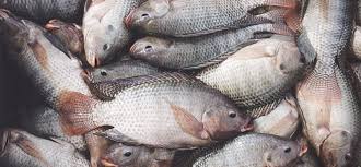 مانع‌تراشی برای شناسنامه‌دار شدن ماهی‌ها با واگذاری صدور پروانه به نظام مهندسی/ واردات محصولات آبزی منجمد از آمریکای لاتین 