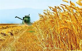 ۸۲۵ هزار تن گندم مازاد بر نیاز کشاورزان خریداری شد