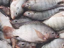 هشدار کارشناس حوزه آبزیان: ماهی تیلاپیا نخورید