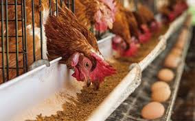 بسیاری از مرغداران اشتیاقی به جوجه‌ریزی ندارند/ هر کیلو مرغ حدود ۱۷ تا ۲۰ هزار تومان