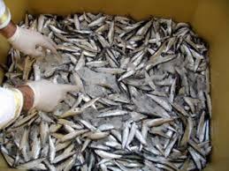 صید بیش از ۱۲ هزار تن ماهی کیلکا در دریای خزر