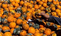 پرتقال‌های خراب متعلق به سازمان مرکزی تعاون روستایی است