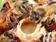 برنامه ایران برای تولید ژل رویال زنبورعسل/ قیمت 300 تا 500 دلاری هر کیلو در بازارهای جهانی