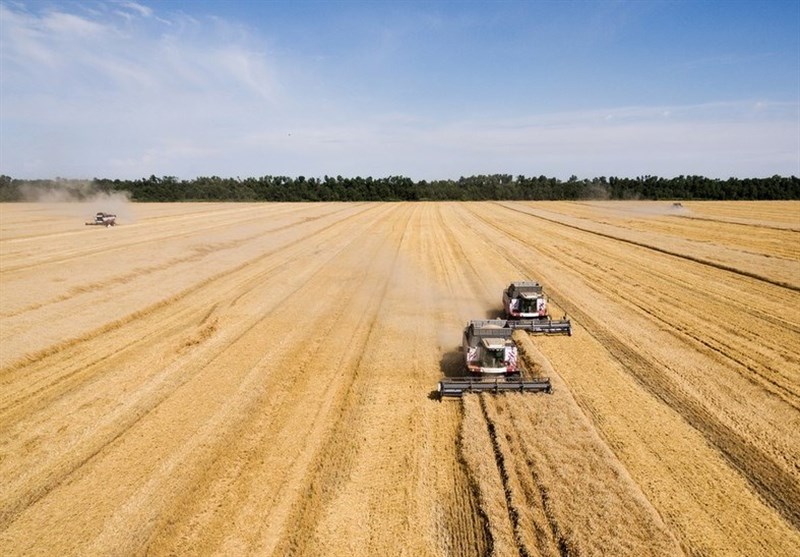 روسیه  عوارض صادرات گندم را ۲ برابر کرد