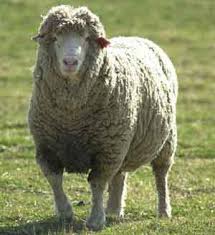«گوسفند» سومین محصول کشاورزی صادراتی ایران شد 