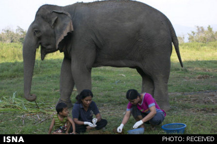 گران‌ترین قهوه دنیا در مدفوع فیل! + تصاویر 