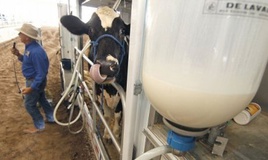 خرید تضمینی شیر در 6 استان در حال انجام است/ دامداران همچنان منتظر یارانه 225 میلیاردی تومانی شیر خام 