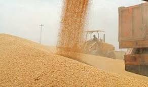 تاکید وزارت جهاد کشاورزی بر توانایی صادرات 3 میلیون تن گندم