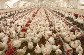 کاهش 9 درصدی تورم محصولات مرغداری های صنعتی