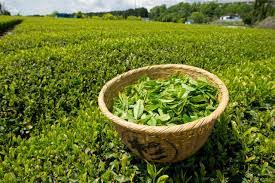 بیش از ۱۲۶ هزار تن برگ سبز چای امسال خریداری شد