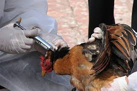 ویروس آنفلوانزای مرغی دائمی است/ باید تولید خود را مدیریت کنیم
